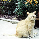 Butterscotch, the cat